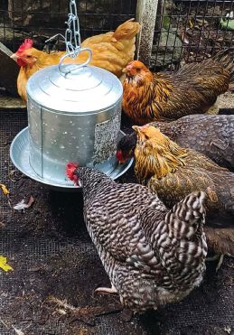 Hostin’s beloved chickens. PHOTO: COURTESY OF SUNNY HOSTIN  